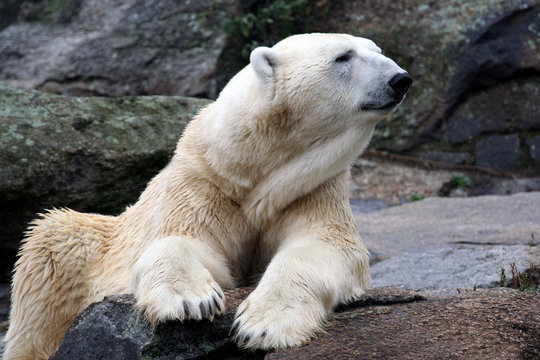 Portrait of Polar Bear