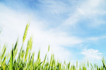 Fototapeta premium Wheat field, with copyspace