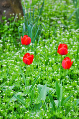 Rote Tulpen