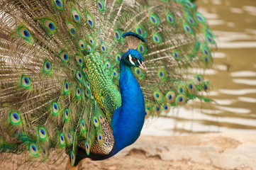 Obraz premium Impressive Peacock with Feathers Spread