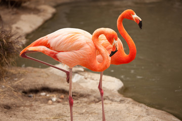 Beautiful Flamingo Couple Rest