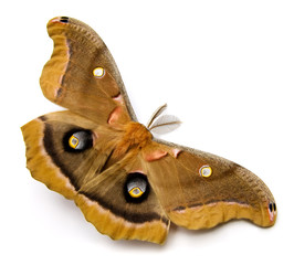 Naklejka premium Polyphemus Moth
