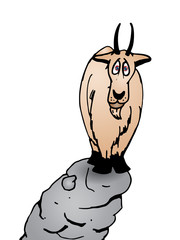 goat on rock