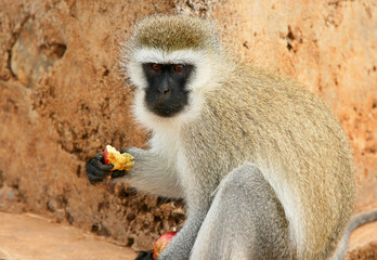 Portrait of wild hungry monkey