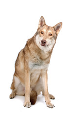 saarloos wolfhound, saarloos wolf dog looking at camera