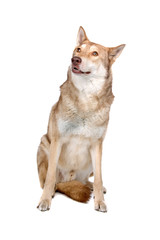 front view of a saarloos wolfhound, saarloos wolf dog