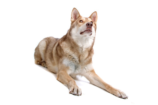 resting saarloos wolfhound, saarloos wolf dog