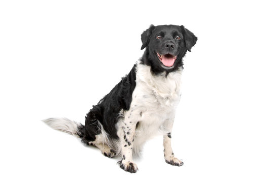 stabyhoun dog isolated on a white background
