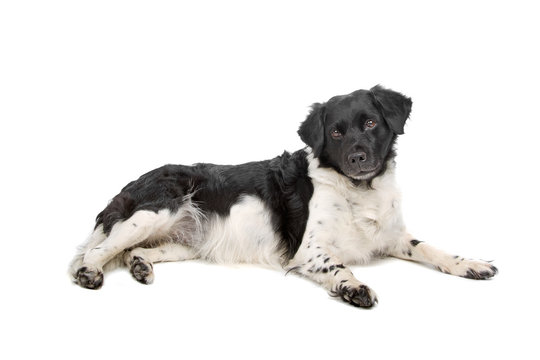Stabyhoun isolated on a white background