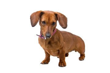 short haired Dachshund isolated on a white background
