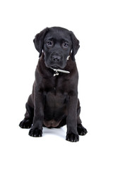 black labrador retriever puppy isolated on a white background