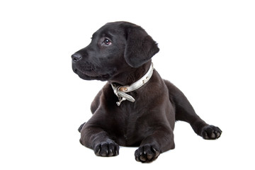 black labrador retriever puppy  isolated on a white background
