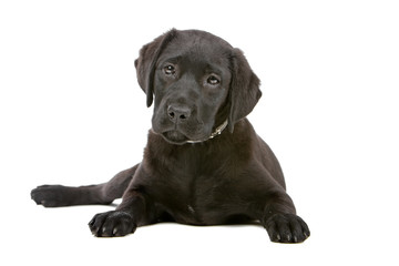 front view of a lying black labrador retriever puppy