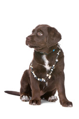 chocolate labrador retriever puppy wearing necklace