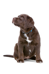 chocolate labrador retriever puppy