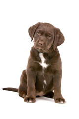 mixed breed puppy dog. chocolate labrador/Frisian Staby