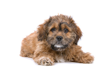 front view of a boomer puppy isolated on a white background