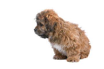 side view of a sad boomer puppy