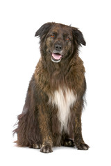 mixed breed dog. belgium shepherd dog and border collie dog