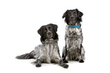 two Stabyhoun dogs isolated on a white background