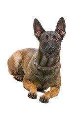 resting belgian shepherd dog, malinois