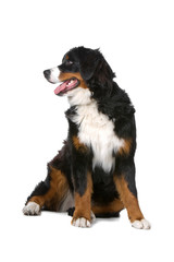 bernese mountain  dog (berner sennenhund, bernois)