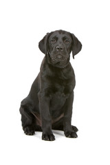 black labrador retriever puppy isolated on a white background