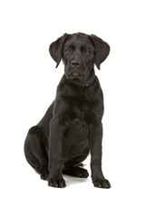 front view of a black labrador retriever puppy