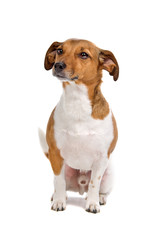 front view of a jack russel terrier dog