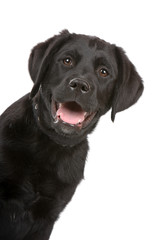 black labrador retriever puppy  isolated on a white background - obrazy, fototapety, plakaty