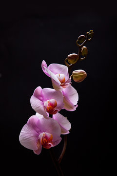 Fototapeta Pink Orchid