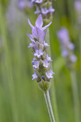 フレンチラベンダーの花