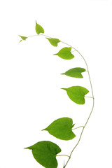 vine isolated on white background .