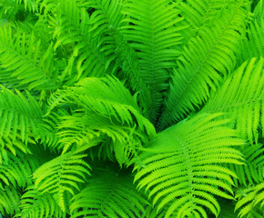 Branches of green ferns