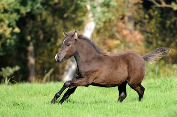 Laufendes Fohlen