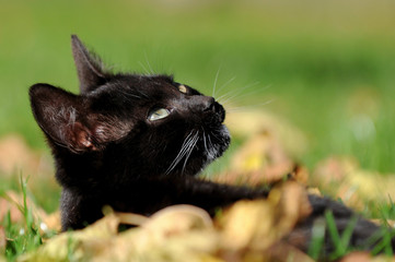 Schwarzes Kätzchen im Gras
