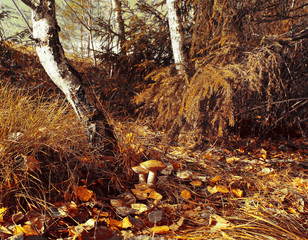 Forest