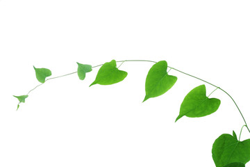 vine isolated on white background .