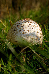 mushroom