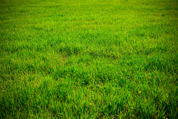 background of grass