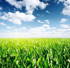 Fototapeta premium Meadow