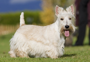 terrier d'Ecosse fatigué de profil tête tournée © CallallooFred