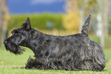 scottish terrier de profil
