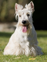 scottish terrier assis