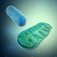 3d rendering of a Mitochondrium - microbiology illustration