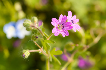 Field flowers