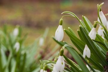 Obraz premium White snowdrop macro