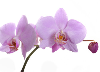 beautiful pink orchid. white background