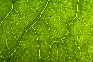closeup plant texture background