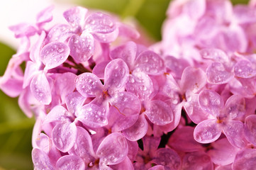 beautiful lilac background